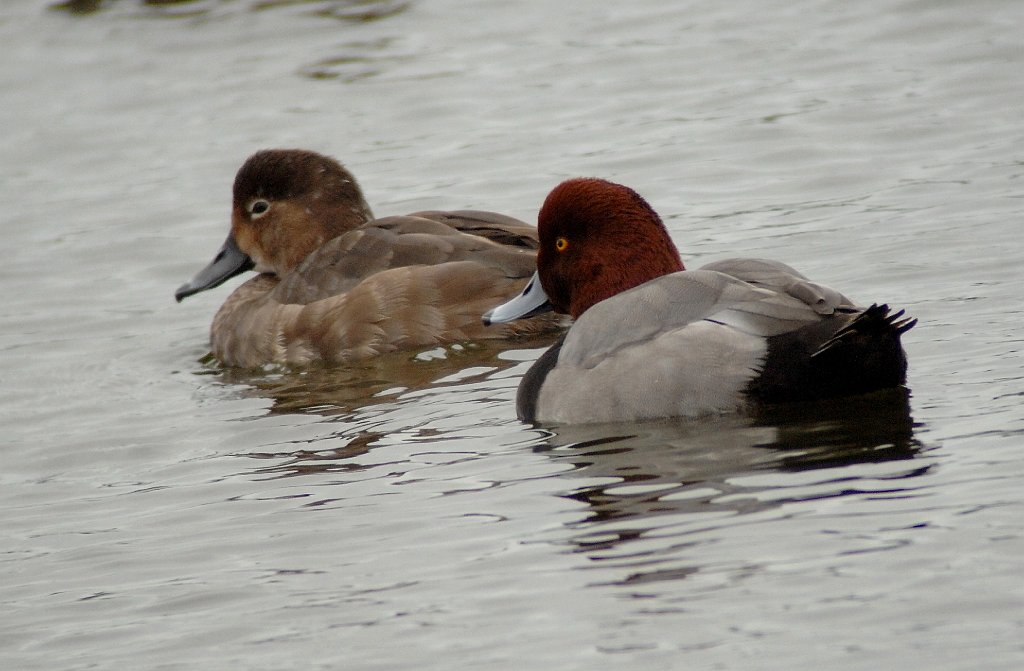 Duck, Redhead, 2010-01318359b St. Petersburg, FL.JPG - Redhead. A lake on Pinellas Bayway S. and W. Shores Blvd, St. Petersburg, FL, 1-31-2010